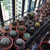 Mini Teeny Colourful Terracotta Pot