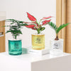 Mini Self Watering Planter