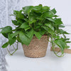 Straw Weaving Flower Plant Basket