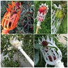 Deep Basket Fruit Picker tool
